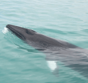 Fastnet Sunset Trip, West Cork - Image 4